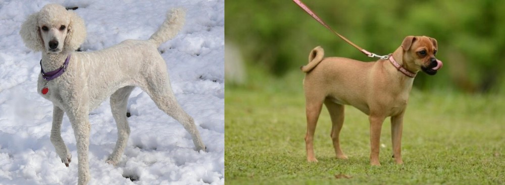Muggin vs Poodle - Breed Comparison