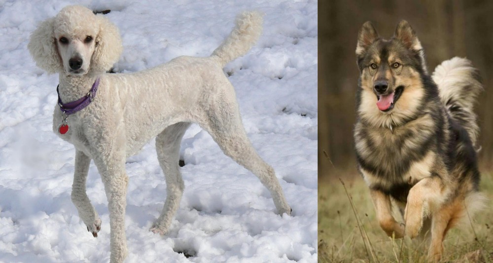 Native American Indian Dog vs Poodle - Breed Comparison