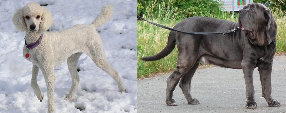 Neapolitan Mastiff vs Poodle - Breed Comparison