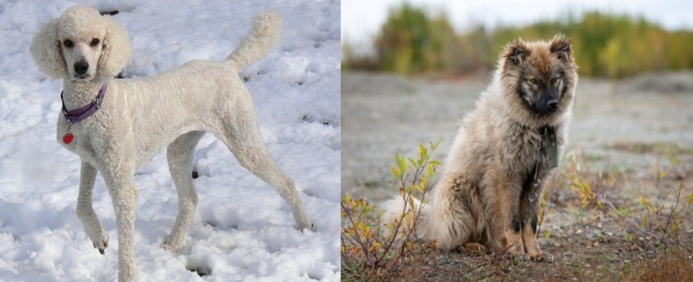 Nenets Herding Laika vs Poodle - Breed Comparison