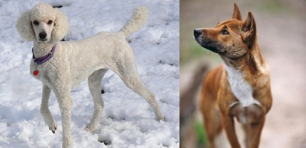 New Guinea Singing Dog vs Poodle - Breed Comparison