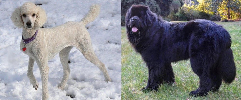 Newfoundland Dog vs Poodle - Breed Comparison