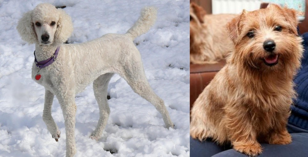 Norfolk Terrier vs Poodle - Breed Comparison
