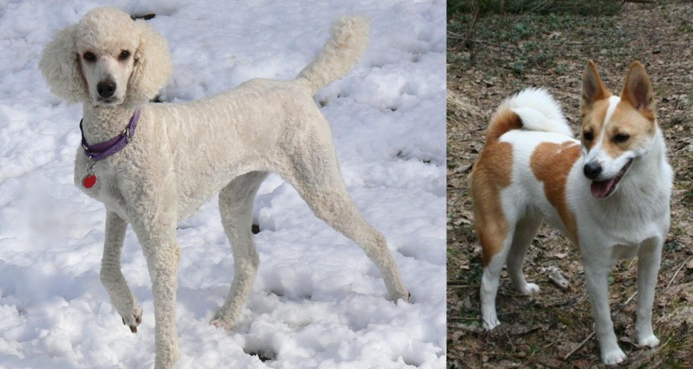 Norrbottenspets vs Poodle - Breed Comparison