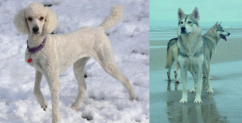 Northern Inuit Dog vs Poodle - Breed Comparison