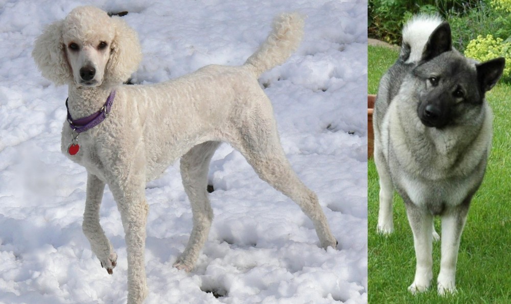 Norwegian Elkhound vs Poodle - Breed Comparison