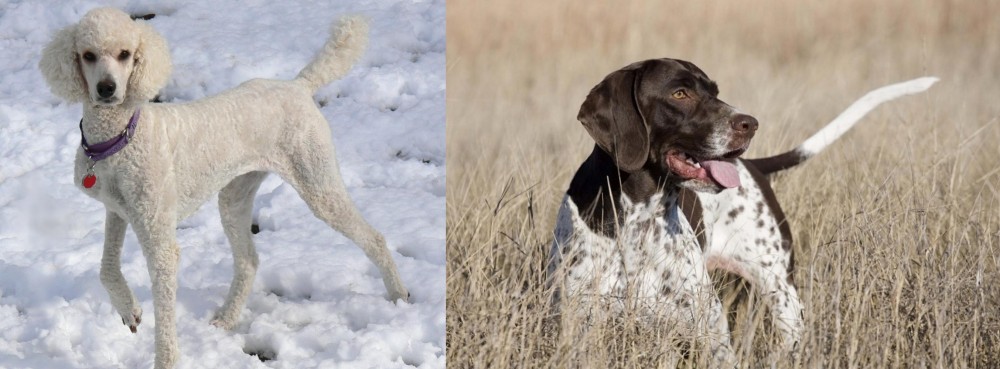 Old Danish Pointer vs Poodle - Breed Comparison