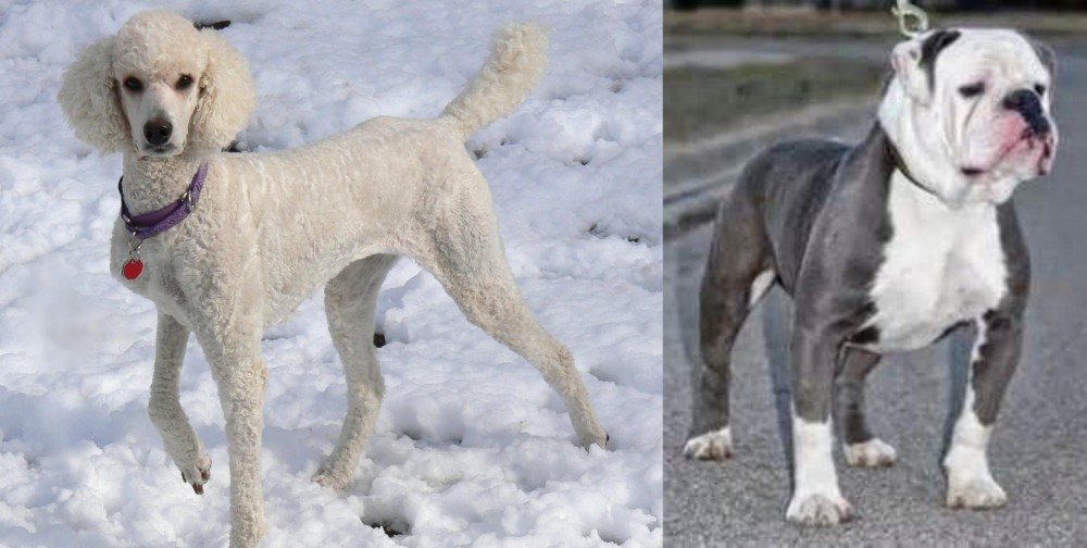 Old English Bulldog vs Poodle - Breed Comparison