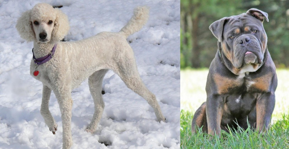 Olde English Bulldogge vs Poodle - Breed Comparison