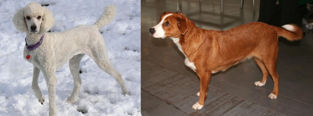 Osterreichischer Kurzhaariger Pinscher vs Poodle - Breed Comparison