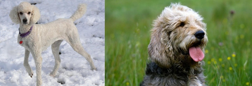Otterhound vs Poodle - Breed Comparison