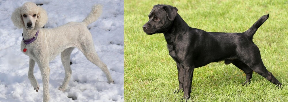 Patterdale Terrier vs Poodle - Breed Comparison