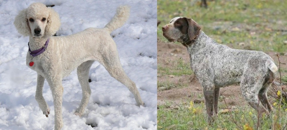 Perdiguero de Burgos vs Poodle - Breed Comparison