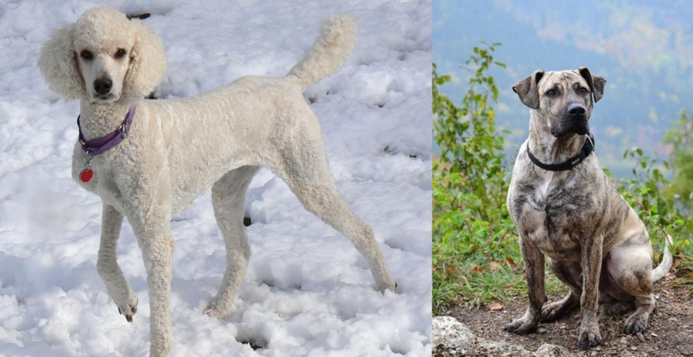 Perro Cimarron vs Poodle - Breed Comparison