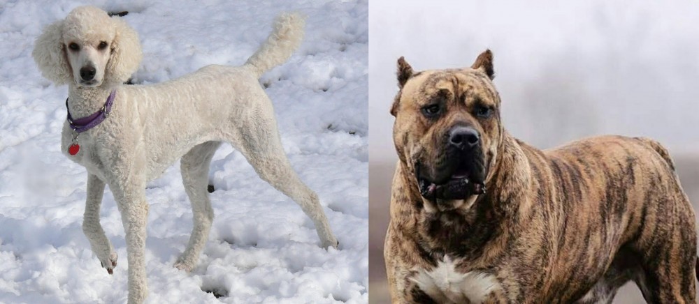 Perro de Presa Canario vs Poodle - Breed Comparison