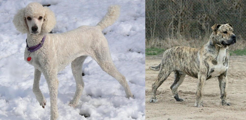 Perro de Presa Mallorquin vs Poodle - Breed Comparison