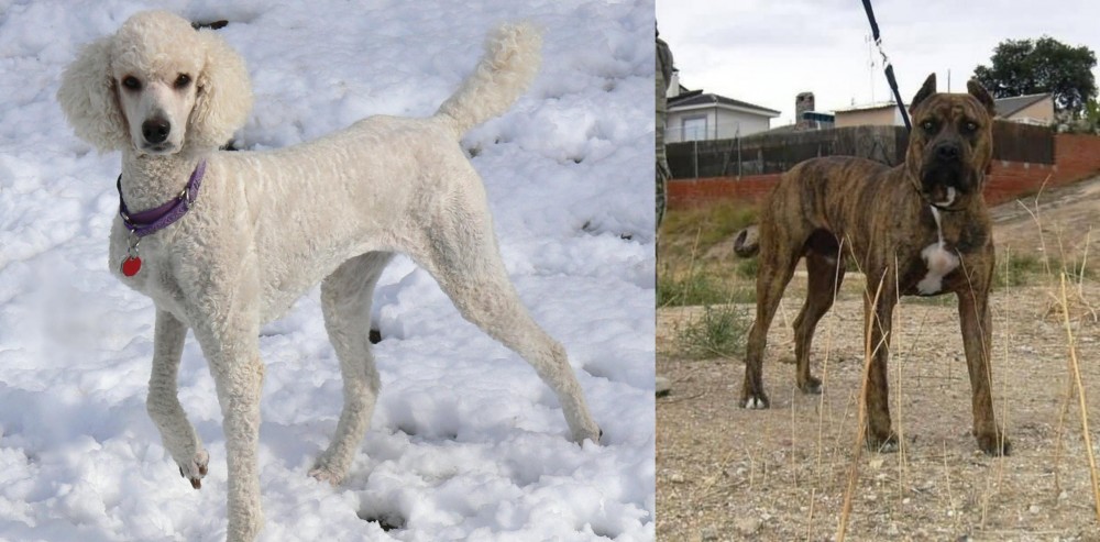 Perro de Toro vs Poodle - Breed Comparison