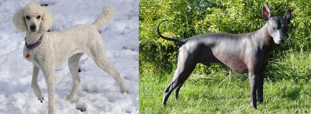 Peruvian Hairless vs Poodle - Breed Comparison
