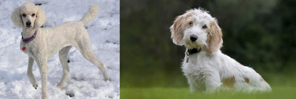 Petit Basset Griffon Vendeen vs Poodle - Breed Comparison