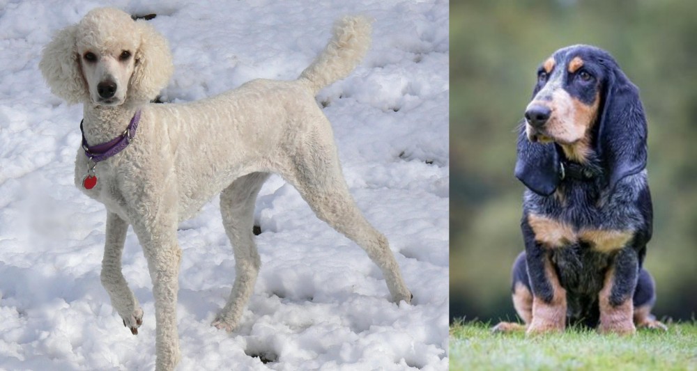 Petit Bleu de Gascogne vs Poodle - Breed Comparison