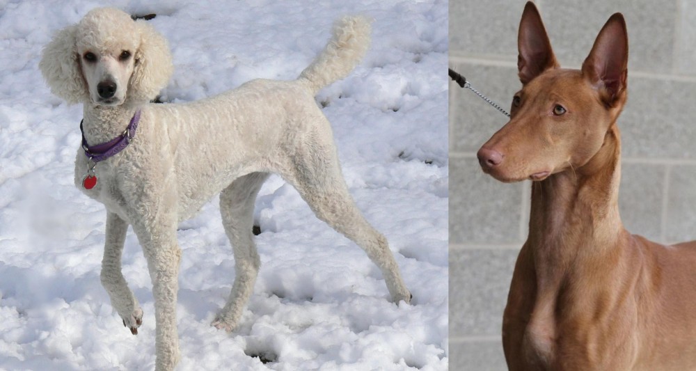 Pharaoh Hound vs Poodle - Breed Comparison