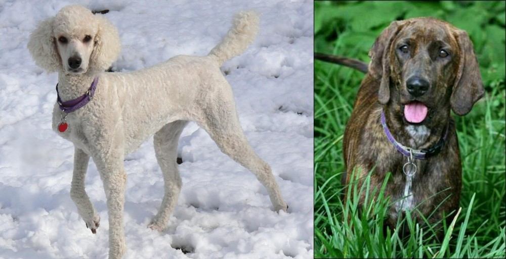 Plott Hound vs Poodle - Breed Comparison