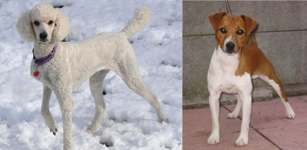 Plummer Terrier vs Poodle - Breed Comparison