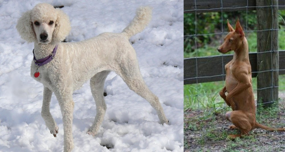 Podenco Andaluz vs Poodle - Breed Comparison