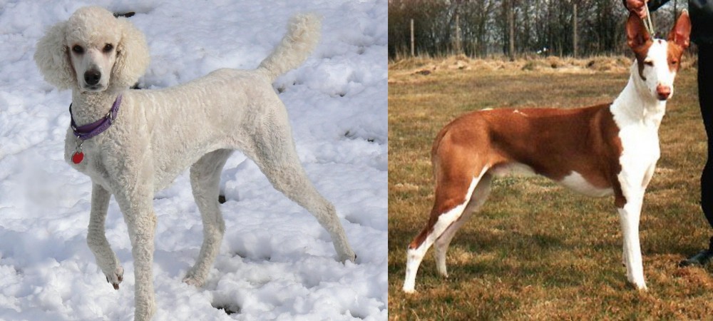 Podenco Canario vs Poodle - Breed Comparison