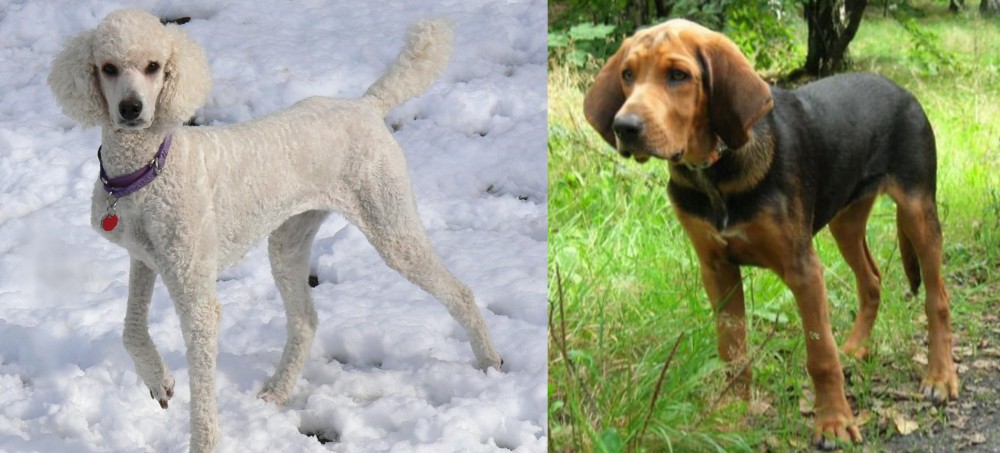 Polish Hound vs Poodle - Breed Comparison