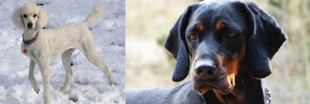 Polish Hunting Dog vs Poodle - Breed Comparison