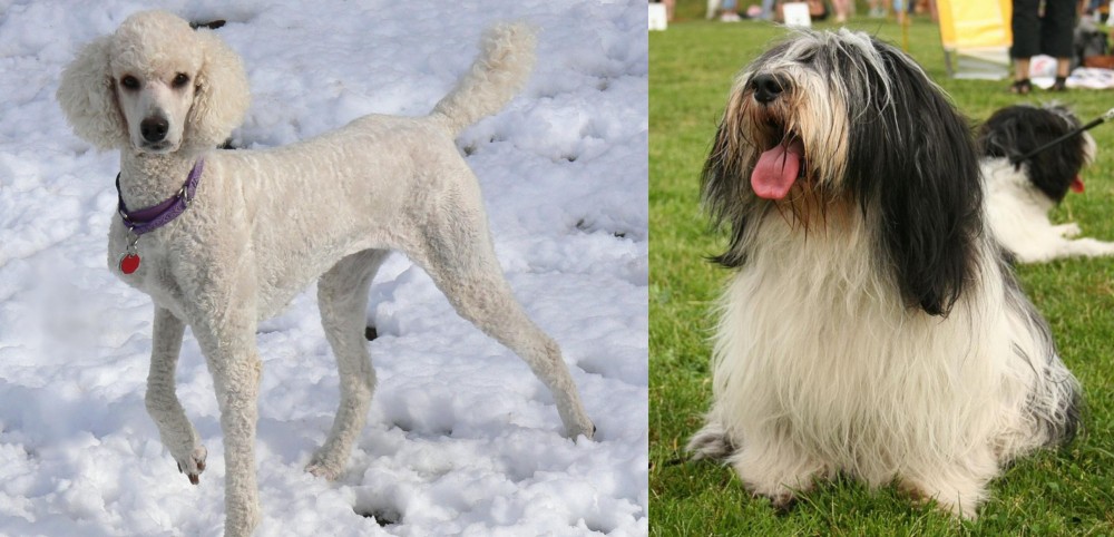 Polish Lowland Sheepdog vs Poodle - Breed Comparison