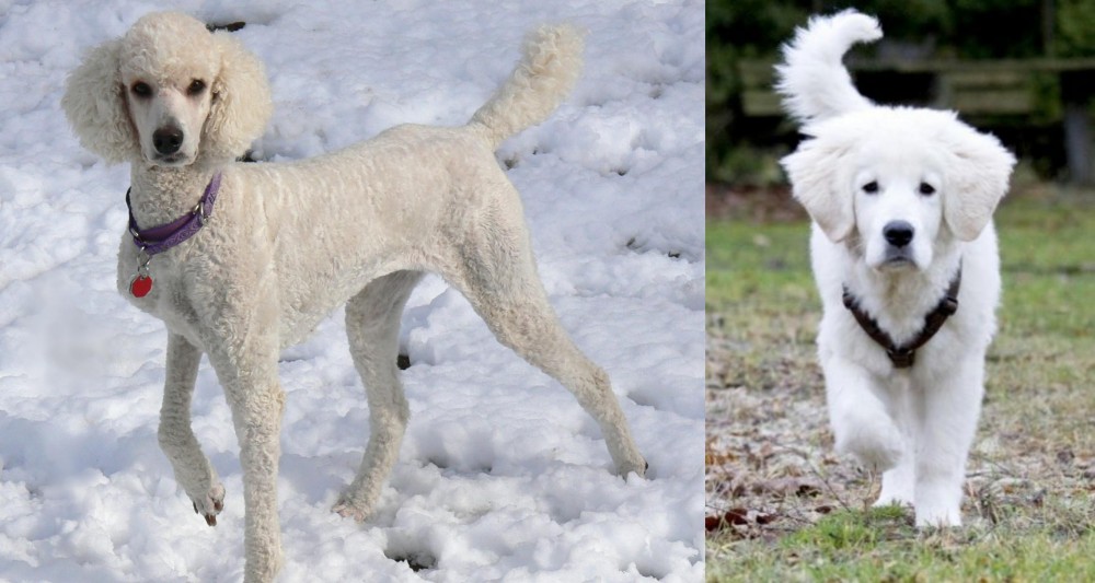 Polish Tatra Sheepdog vs Poodle - Breed Comparison