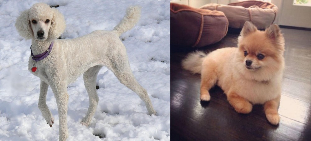 Pomeranian vs Poodle - Breed Comparison