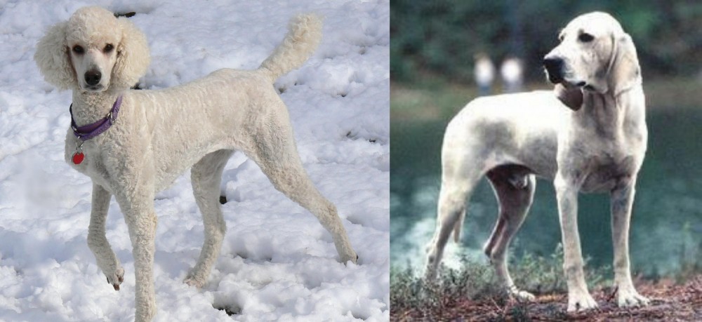 Porcelaine vs Poodle - Breed Comparison
