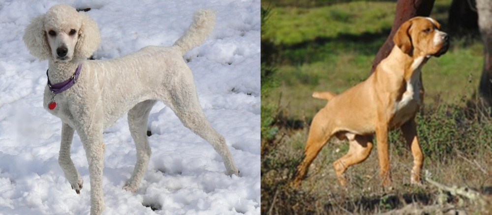 Portuguese Pointer vs Poodle - Breed Comparison