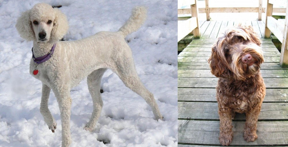 Portuguese Water Dog vs Poodle - Breed Comparison