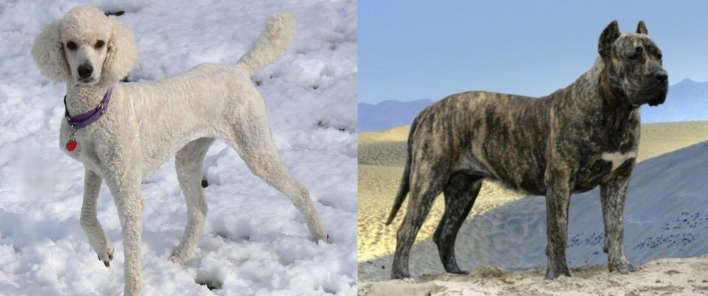 Presa Canario vs Poodle - Breed Comparison