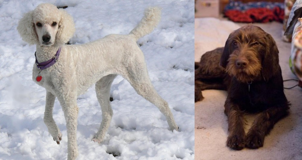 Pudelpointer vs Poodle - Breed Comparison