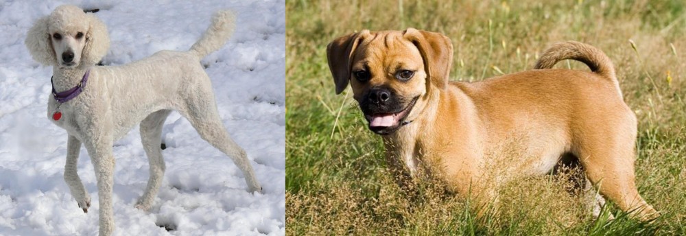 Puggle vs Poodle - Breed Comparison