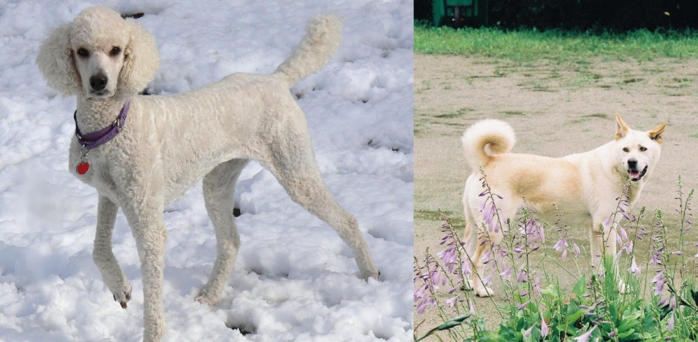 Pungsan Dog vs Poodle - Breed Comparison