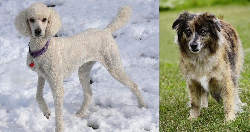 Pyrenean Shepherd vs Poodle - Breed Comparison