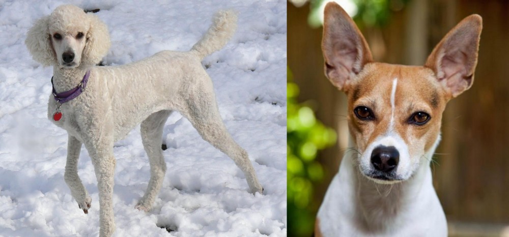 Rat Terrier vs Poodle - Breed Comparison