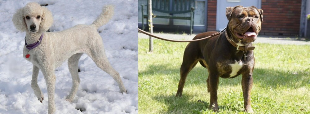 Renascence Bulldogge vs Poodle - Breed Comparison