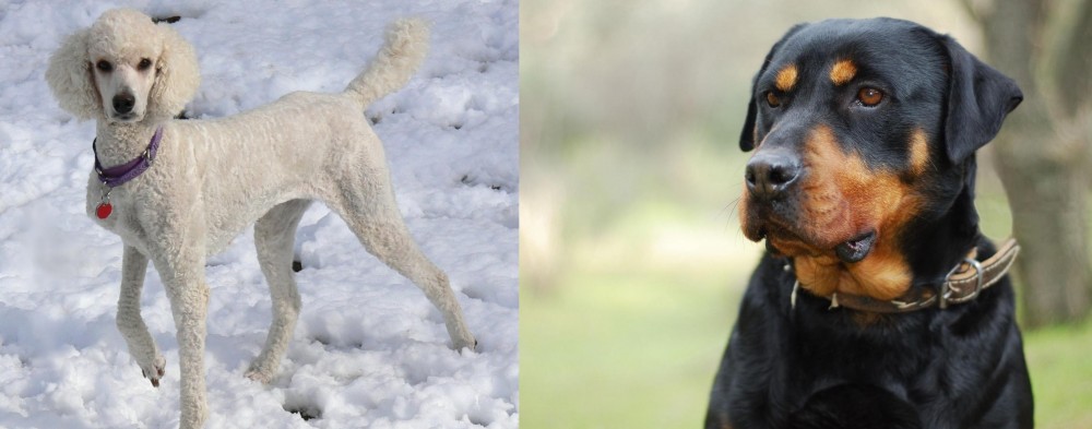 Rottweiler vs Poodle - Breed Comparison
