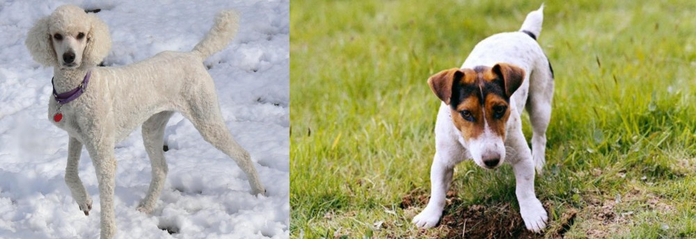 Russell Terrier vs Poodle - Breed Comparison