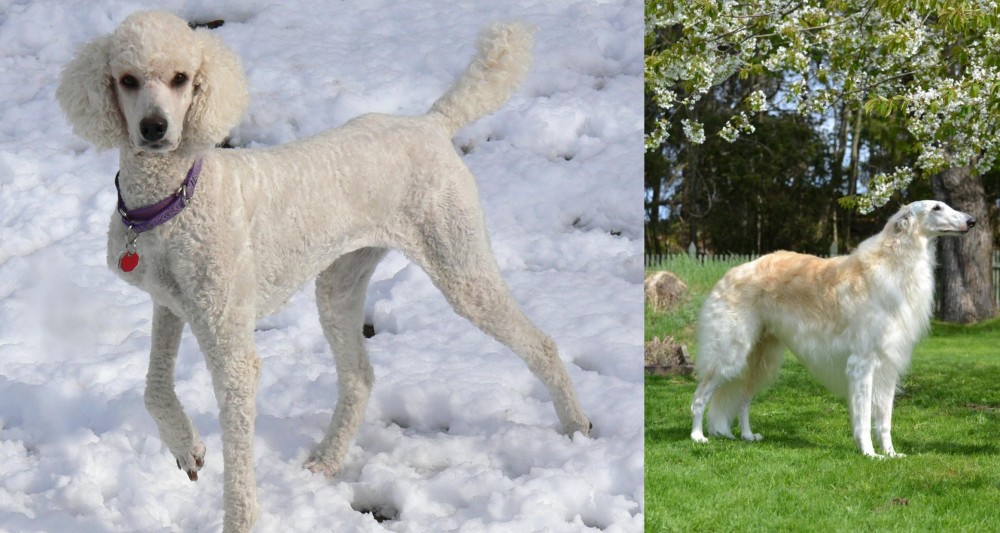 Russian Hound vs Poodle - Breed Comparison