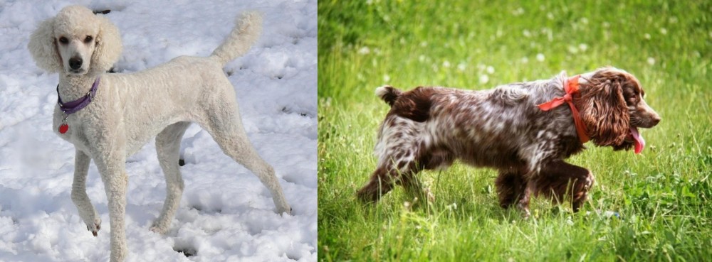 Russian Spaniel vs Poodle - Breed Comparison