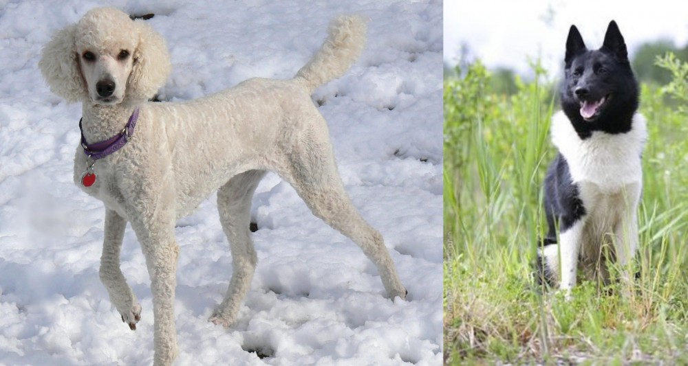 Russo-European Laika vs Poodle - Breed Comparison