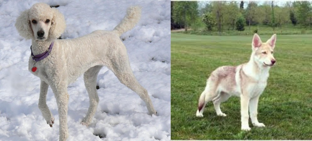 Saarlooswolfhond vs Poodle - Breed Comparison